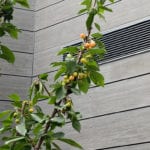 MR Datentechnik Außenanlagen Kirschbaum