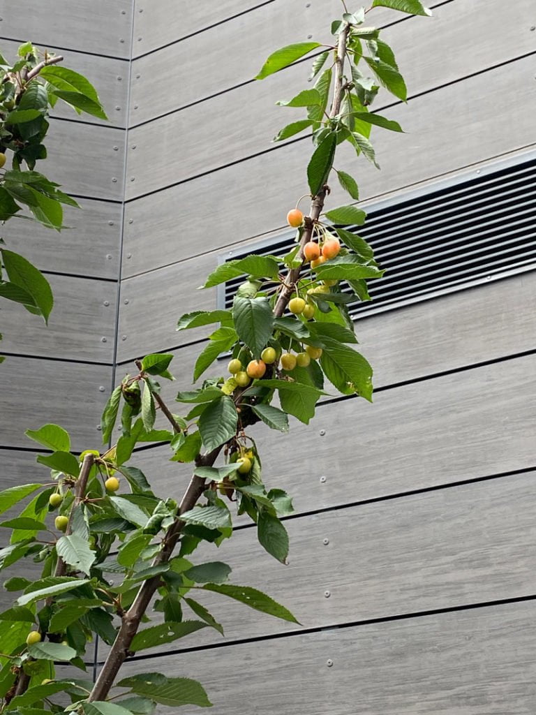 MR Datentechnik Außenanlagen Kirschbaum